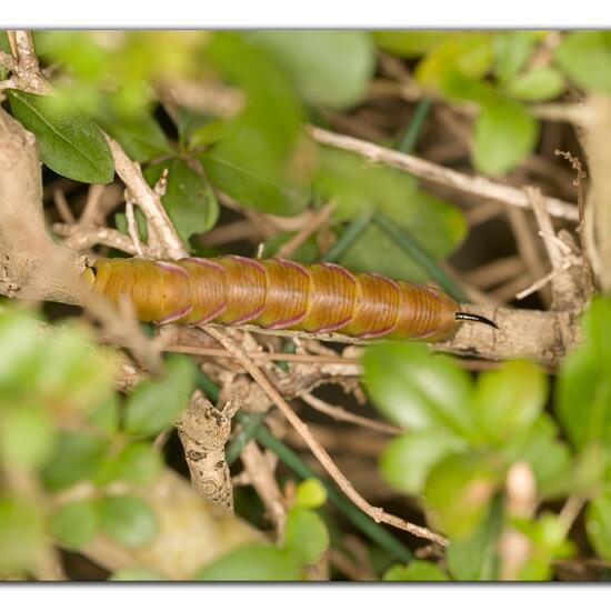 Ligusterschwärmer: Tier im Habitat Garten in der NatureSpots App