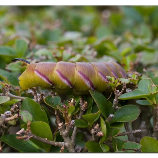 Ligusterschwärmer: Tier im Habitat Garten in der NatureSpots App