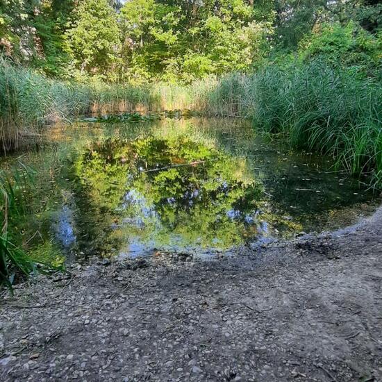 Landschaft: Süßwasser im Habitat Teich in der NatureSpots App