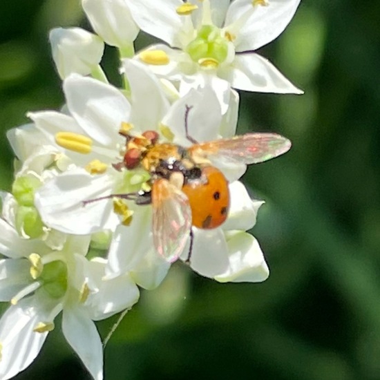 Fliegen: Tier im Habitat Stadt und Garten in der NatureSpots App