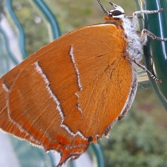 Nierenfleck-Zipfelfalter: Tier in der Natur in der NatureSpots App