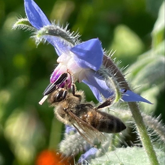 Borretsch: Pflanze im Habitat Garten in der NatureSpots App