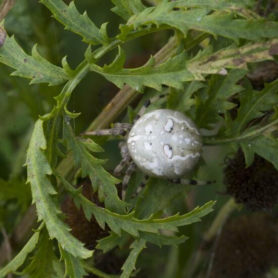 Vierfleckkreuzspinne: Tier im Habitat Naturnahe Wiese in der NatureSpots App