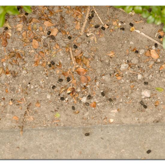 Ligusterschwärmer: Tier im Habitat Garten in der NatureSpots App