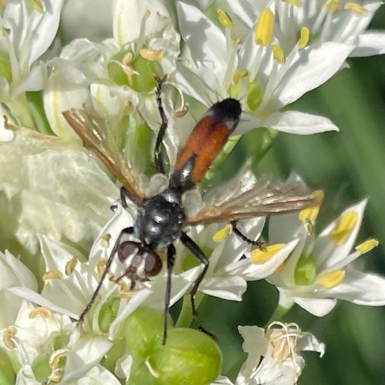 Cylindromyia brassicaria: Tier in der Natur in der NatureSpots App