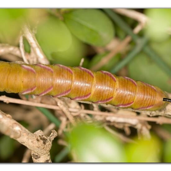 Ligusterschwärmer: Tier im Habitat Garten in der NatureSpots App