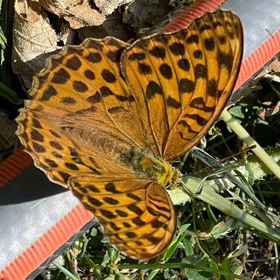 Kaisermantel: Tier im Habitat Garten in der NatureSpots App