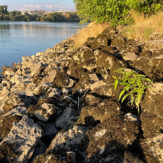 Landschaft: Süßwasser im Habitat Fluss in der NatureSpots App