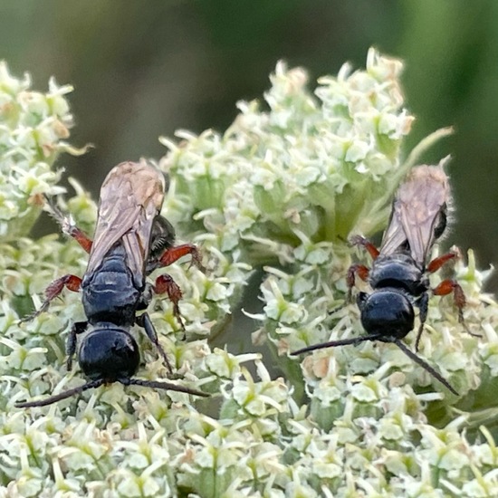 Tiphia femorata: Tier im Habitat Ackerrandstreifen in der NatureSpots App