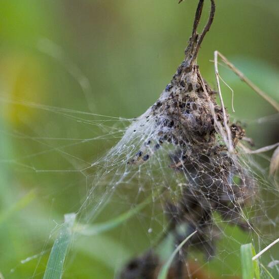 Vierfleckkreuzspinne: Tier im Habitat Naturnahe Wiese in der NatureSpots App