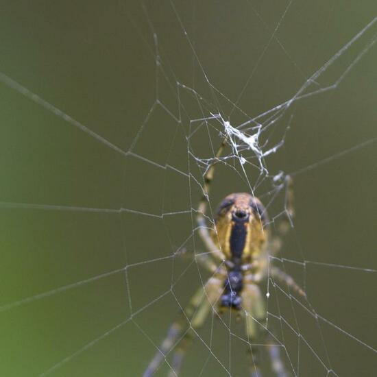 Herbstspinnen: Tier im Habitat Naturnahe Wiese in der NatureSpots App