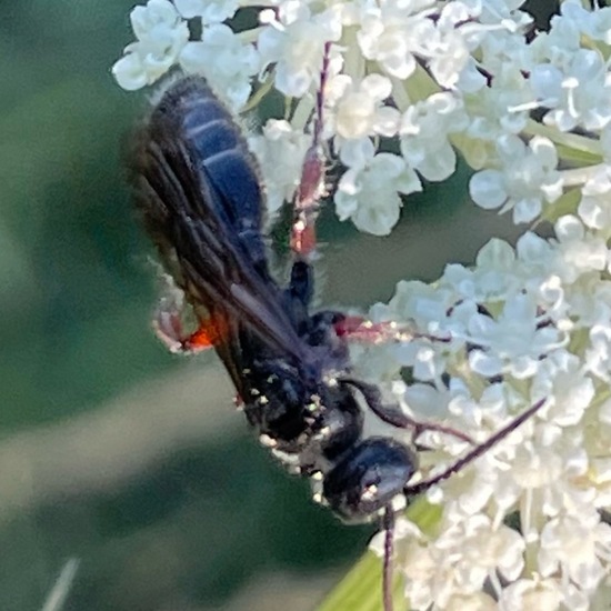 Tiphia femorata: Tier im Habitat Ackerrandstreifen in der NatureSpots App