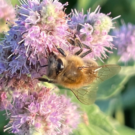 Westliche Honigbiene: Tier in der Natur in der NatureSpots App