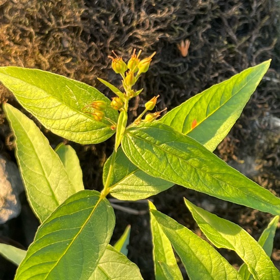 Lysimachia vulgaris: Pflanze in der Natur in der NatureSpots App