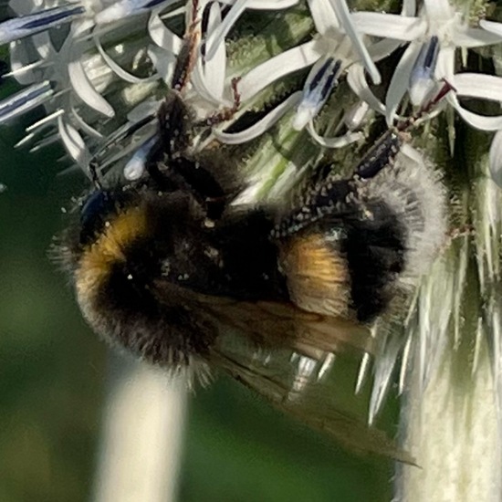 Dunkle Erdhummel: Tier im Habitat Ackerrandstreifen in der NatureSpots App