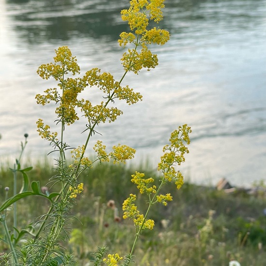 Echtes Labkraut: Pflanze in der Natur in der NatureSpots App