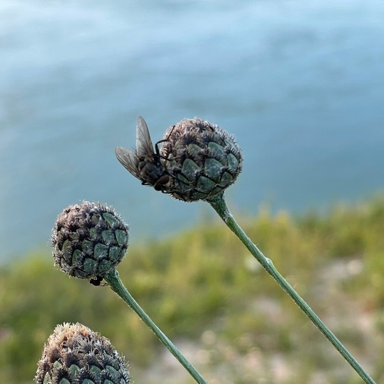 Schmeißfliegen: Tier in der Natur in der NatureSpots App