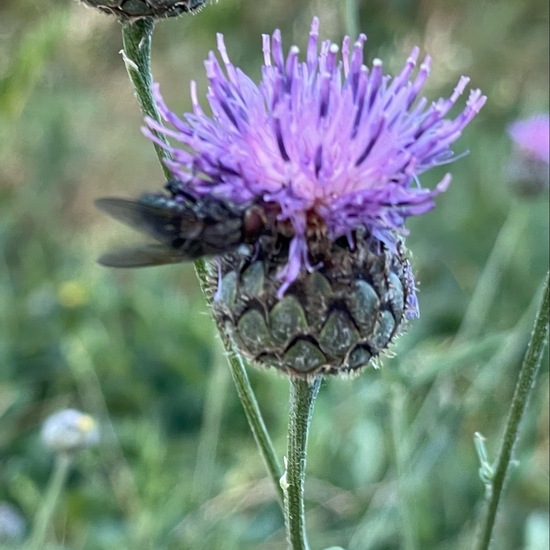 Schmeißfliegen: Tier in der Natur in der NatureSpots App