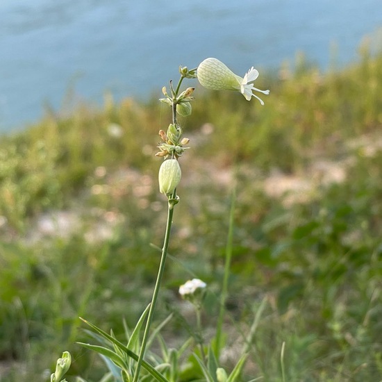 Silene vulgaris subsp. vulgaris: Pflanze in der Natur in der NatureSpots App