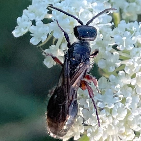 Tiphia femorata: Tier im Habitat Ackerrandstreifen in der NatureSpots App