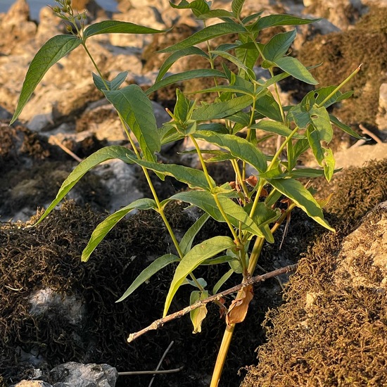 Lysimachia vulgaris: Pflanze in der Natur in der NatureSpots App