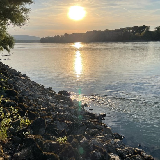 Landschaft: Süßwasser im Habitat Fluss in der NatureSpots App