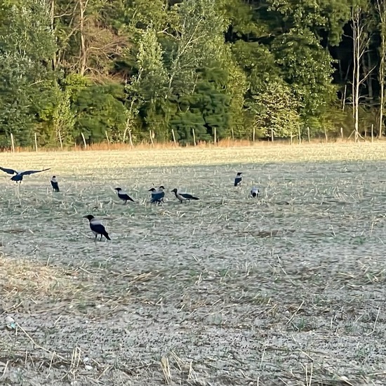 Raben und Krähen: Tier im Habitat Landwirtschaft in der NatureSpots App