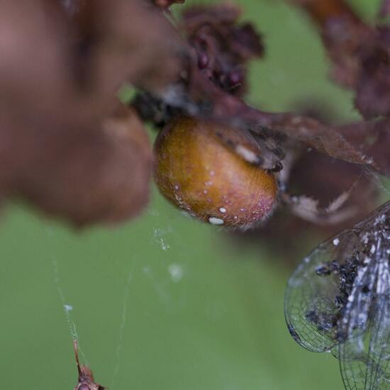 Vierfleckkreuzspinne: Tier im Habitat Naturnahe Wiese in der NatureSpots App