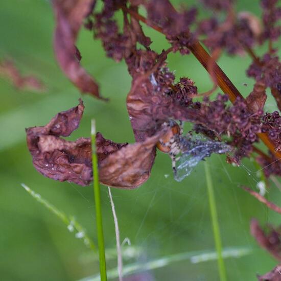 Vierfleckkreuzspinne: Tier im Habitat Naturnahe Wiese in der NatureSpots App