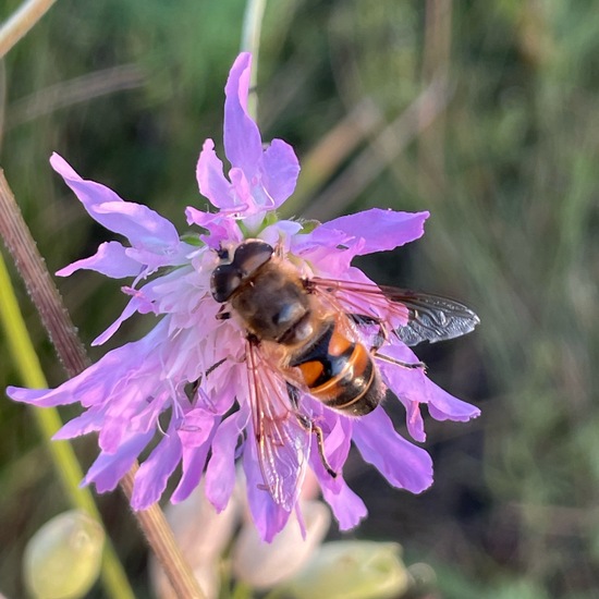 Mistbiene: Tier in der Natur in der NatureSpots App