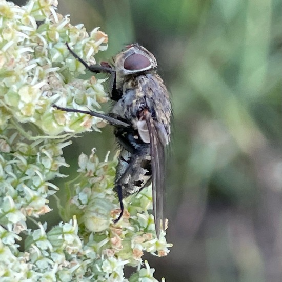 Schmeißfliegen: Tier im Habitat Ackerrandstreifen in der NatureSpots App