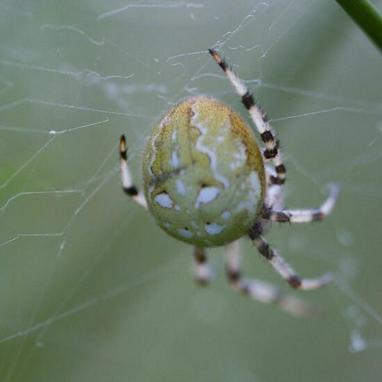 Vierfleckkreuzspinne: Tier im Habitat Naturnahe Wiese in der NatureSpots App