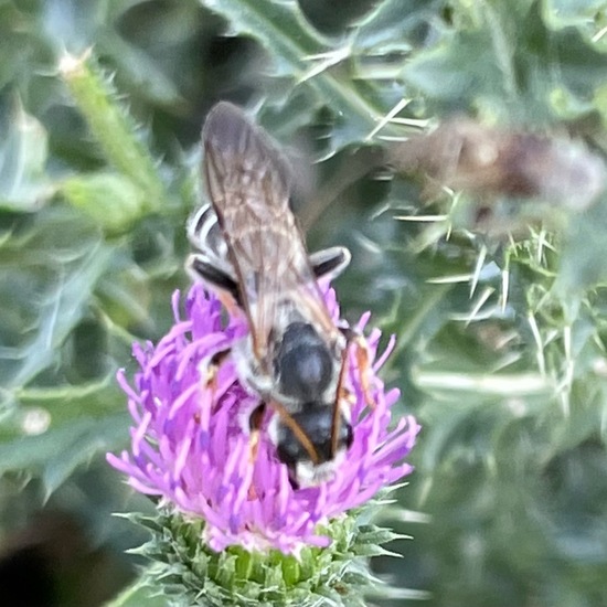 Halictus quadricinctus: Tier im Habitat Ackerrandstreifen in der NatureSpots App