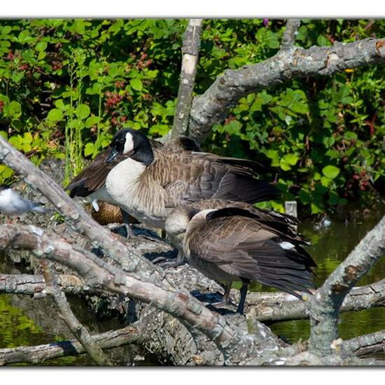 Kanadagans: Tier im Habitat Teich in der NatureSpots App