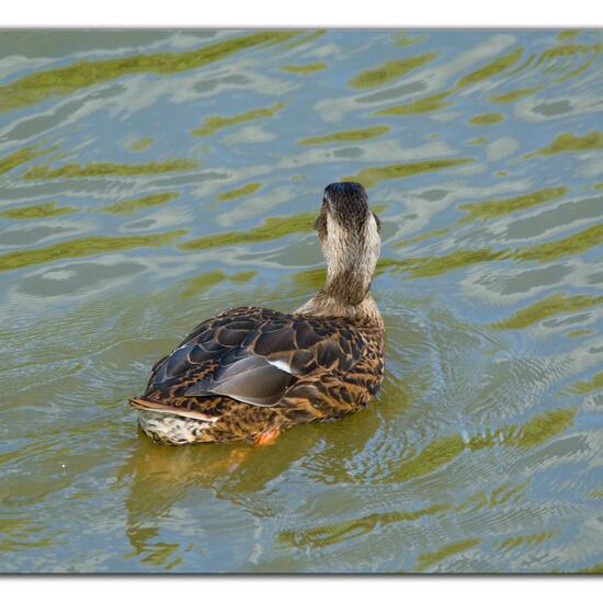 Stockente: Tier im Habitat Teich in der NatureSpots App
