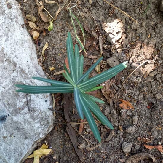Euphorbia lathyris: Plant in nature in the NatureSpots App