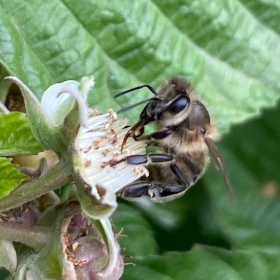 Westliche Honigbiene: Tier im Habitat Garten in der NatureSpots App