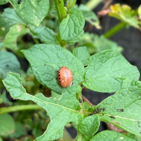 Colorado potato beetle: Animal in habitat Crop cultivation in the NatureSpots App