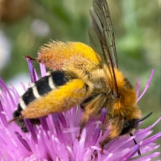 Hosenbiene: Tier im Habitat Garten in der NatureSpots App