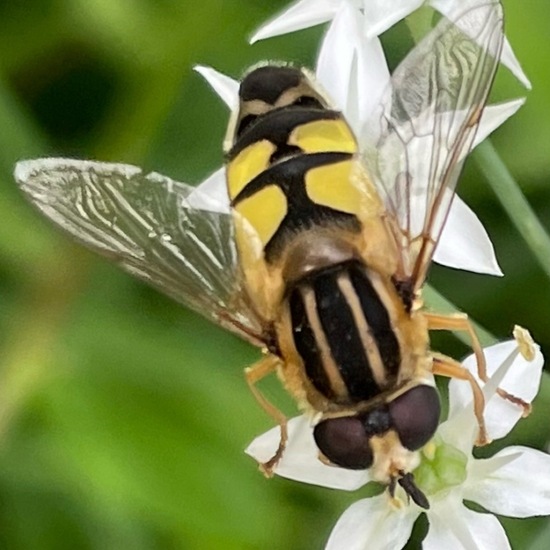 Große Sumpfschwebfliege: Tier im Habitat Garten in der NatureSpots App