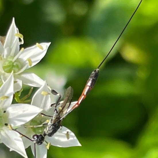 Gasteruptiidae: Tier im Habitat Garten in der NatureSpots App