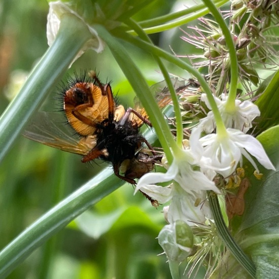 Raupenfliegen: Tier im Habitat Garten in der NatureSpots App
