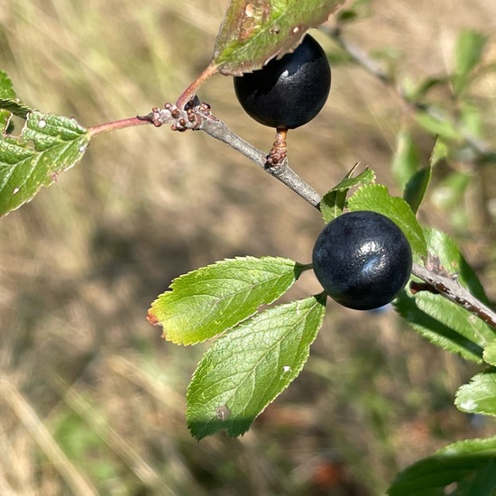 Prunus spinosa: Plant in habitat Grassland in the NatureSpots App