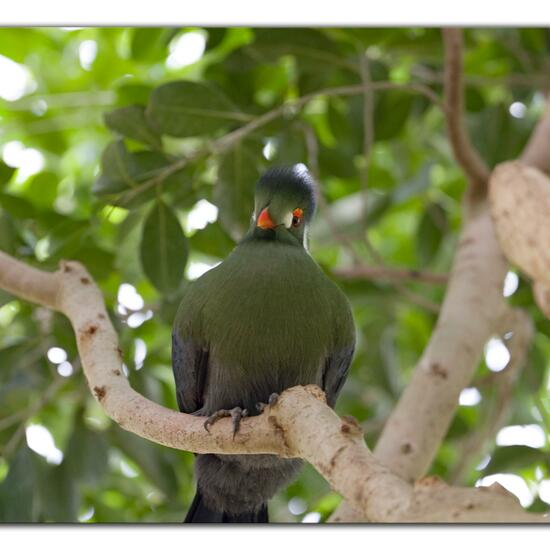 Tauben: Tier im Habitat Innenraum in der NatureSpots App