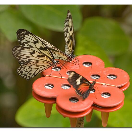 Lepidoptera: Animal in habitat Living space or Indoor in the NatureSpots App