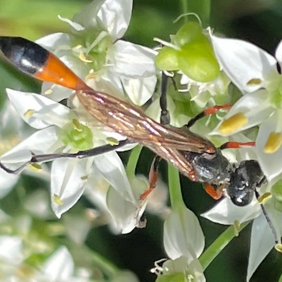 Ammophila sabulosa infesta: Tier im Habitat Garten in der NatureSpots App