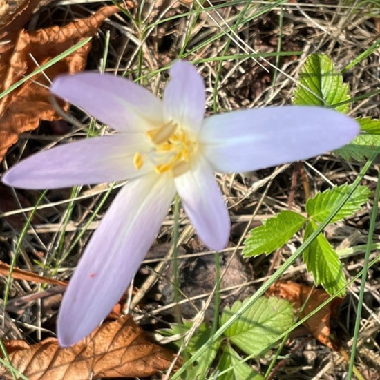 Colchicum autumnale: Plant in habitat Natural Meadow in the NatureSpots App