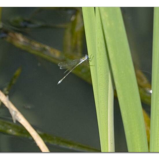 Lestes sponsa: Animal in habitat Semi-natural grassland in the NatureSpots App