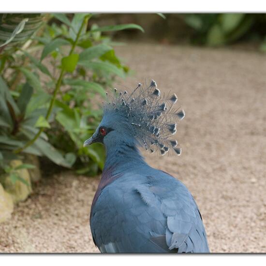 Scheepmaker's Crowned Pigeon: Animal in habitat Living space or Indoor in the NatureSpots App