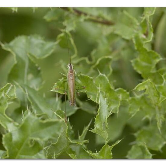 Langflüglige Schwertschrecke: Tier im Habitat Halb-natürliches Grasland in der NatureSpots App